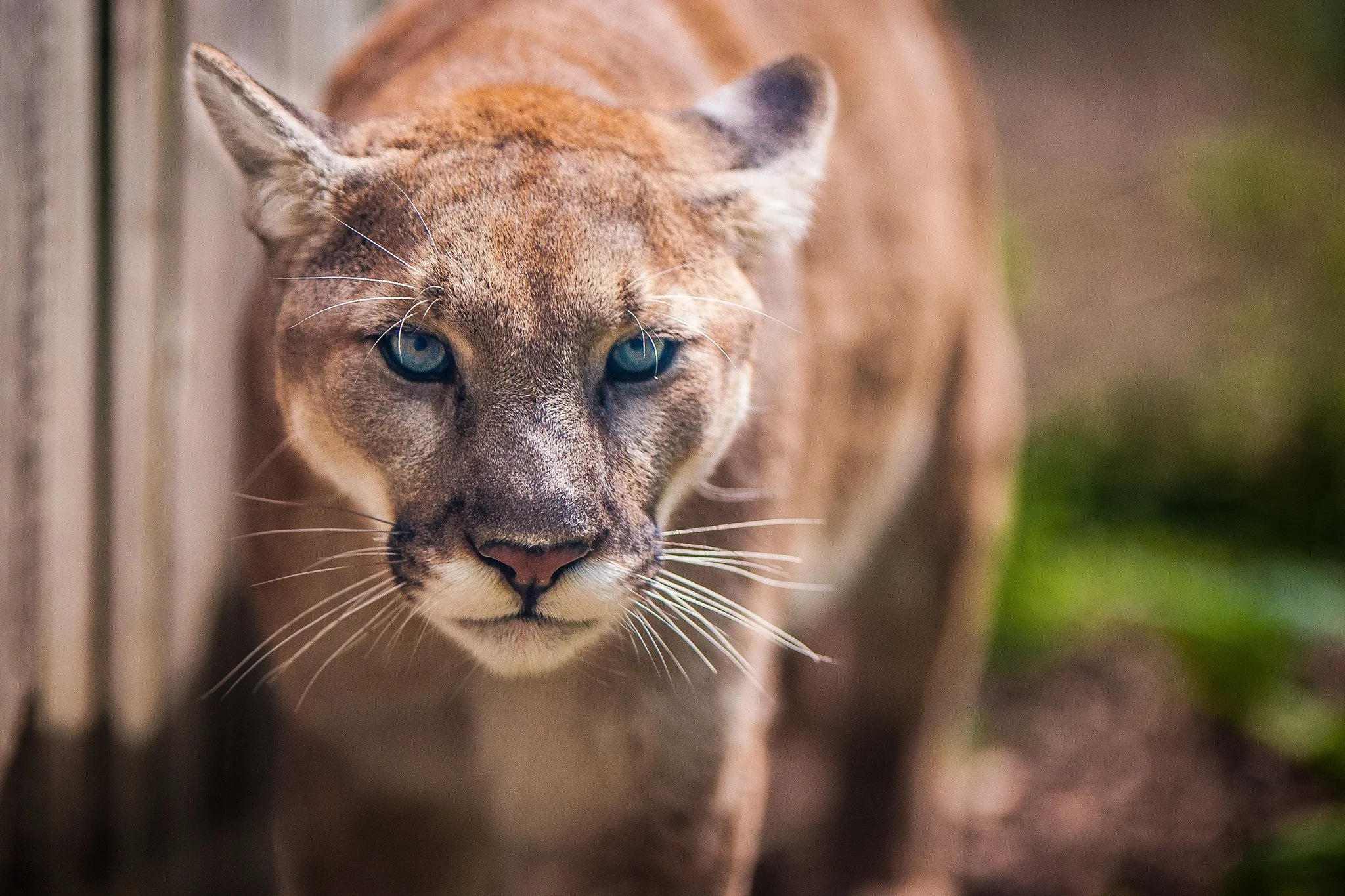 Animals Mammals Wallpapers Hd Desktop And Mobile Backgrounds