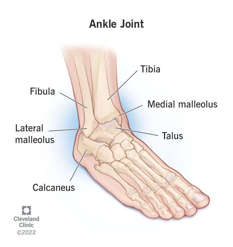Ankle Anatomy How It Works