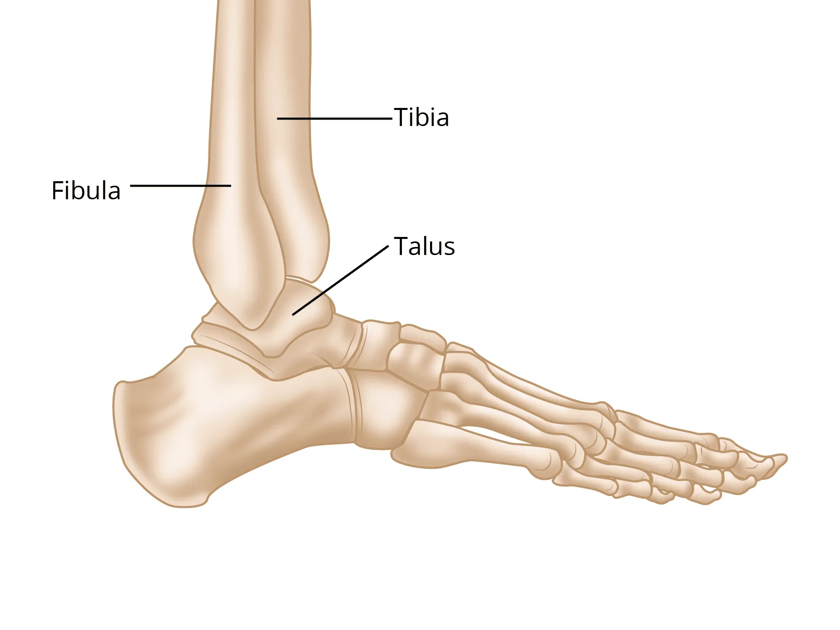Ankle Fractures Broken Ankle Orthoinfo Aaos