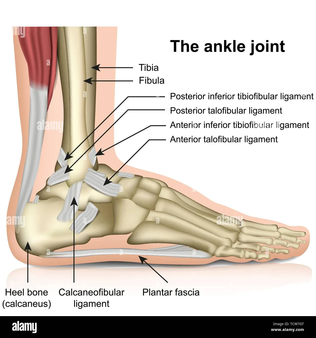 Ankle Joint Name