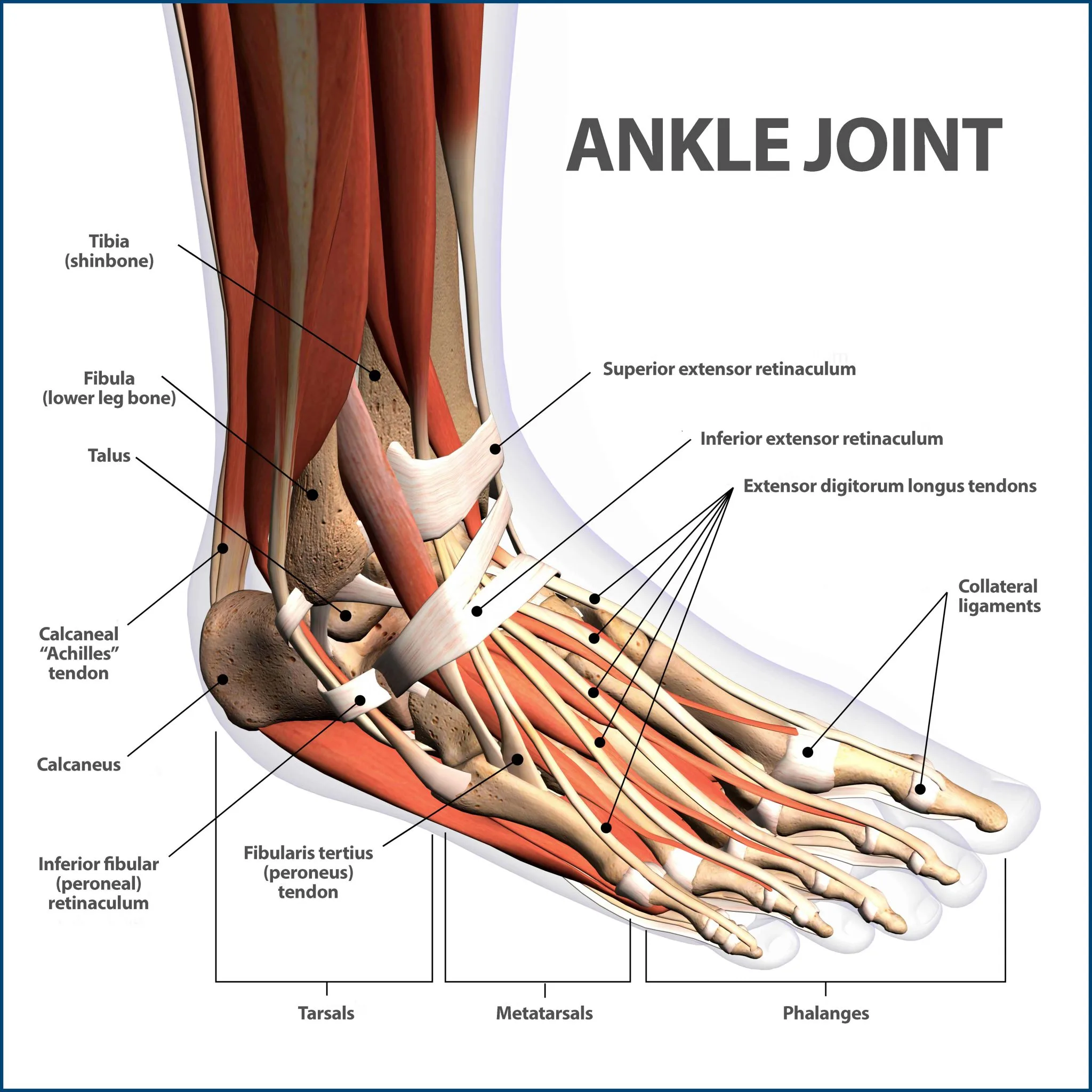 Ankle Modifications For Happy Joints Yogatoday Blog