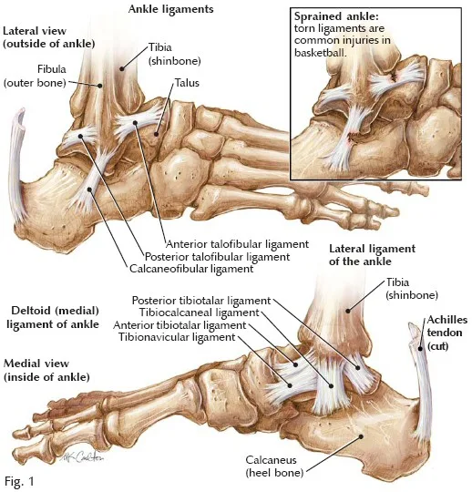 Ankle Pain