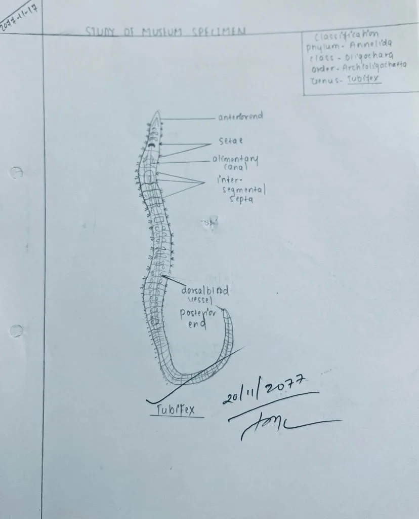 Annelida Museum Study Arenicola Tubifex Comments Diagram