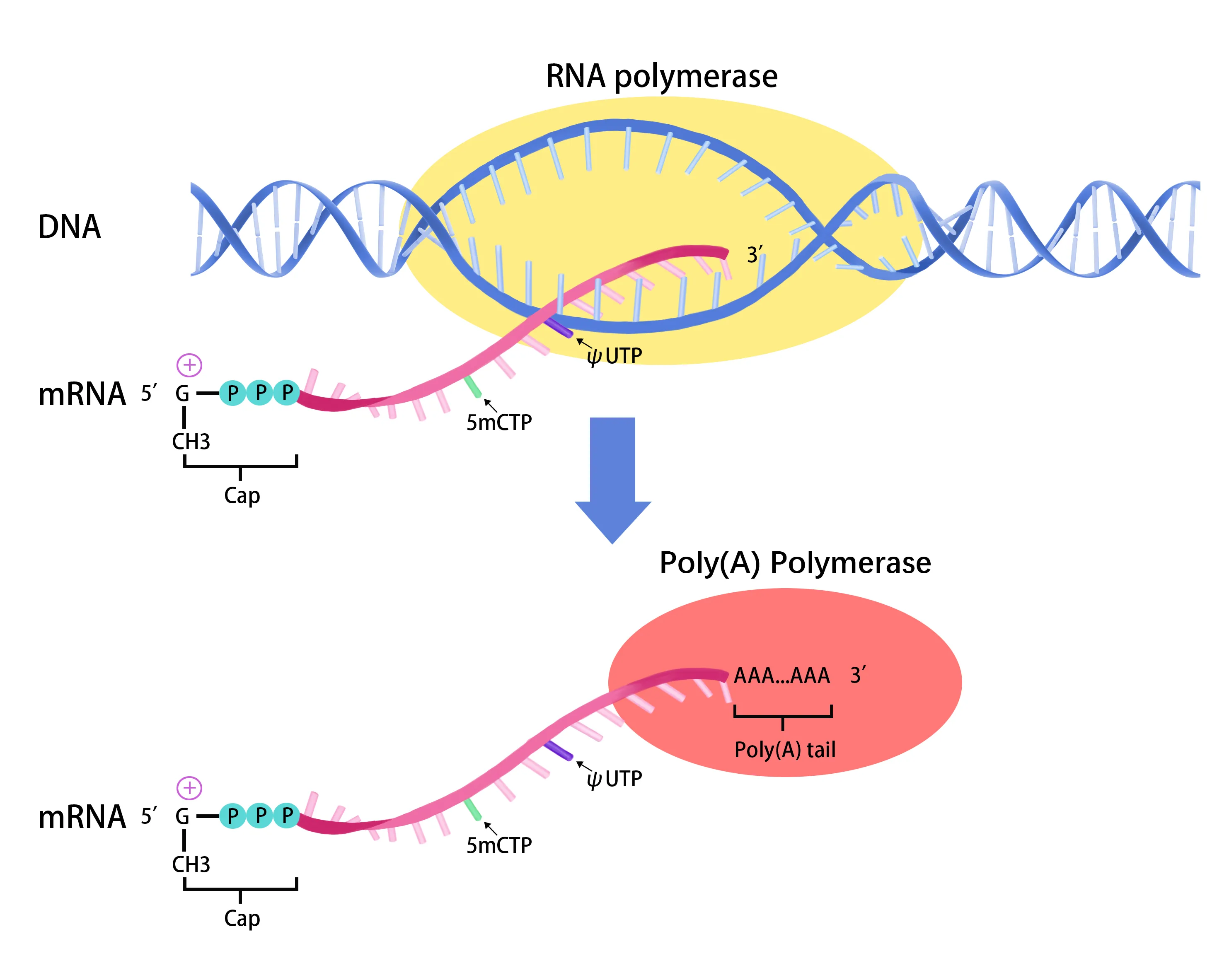 Apexbio Rna
