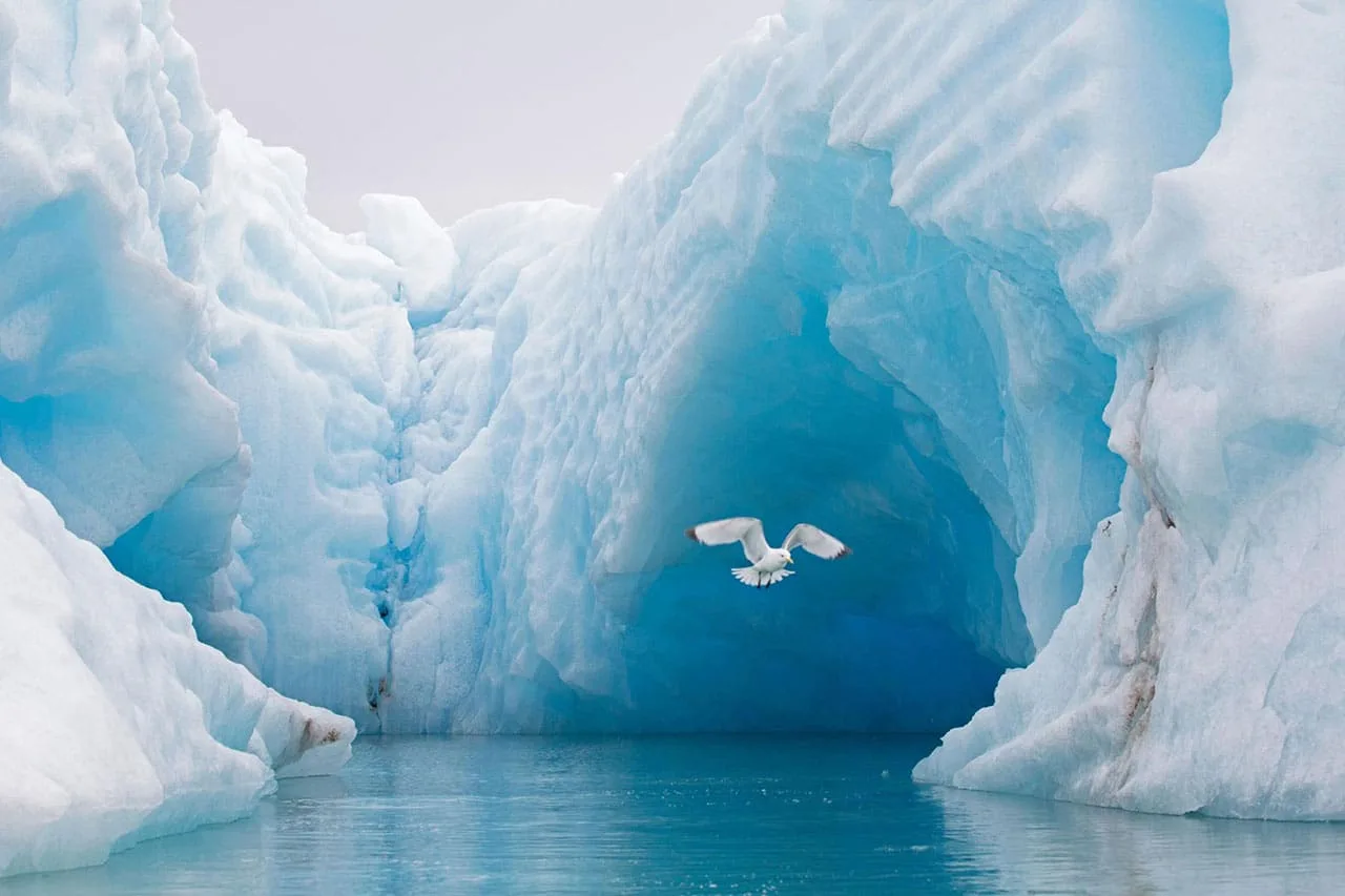 Arctic