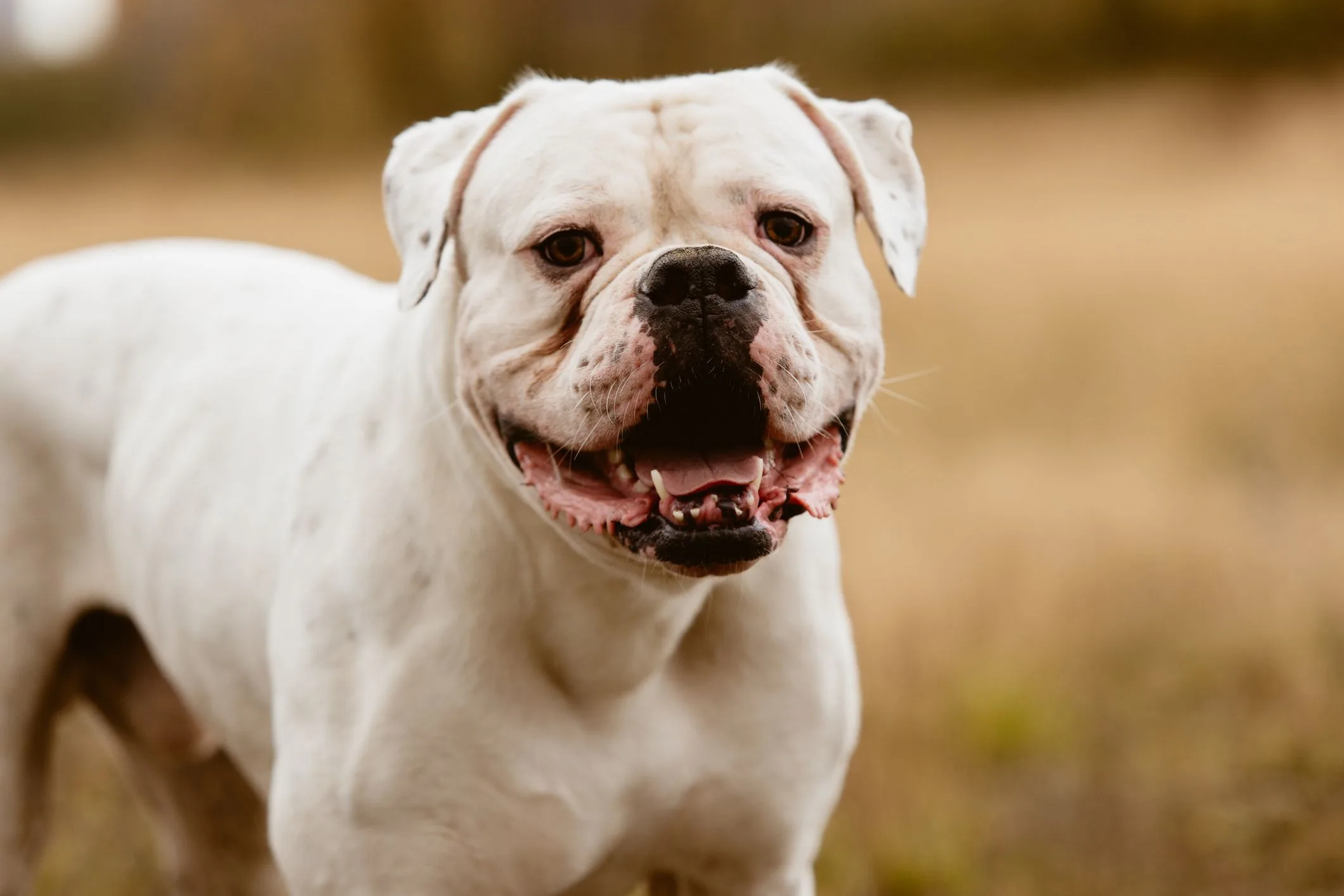Are American Bulldogs The Same As Pit Bulls