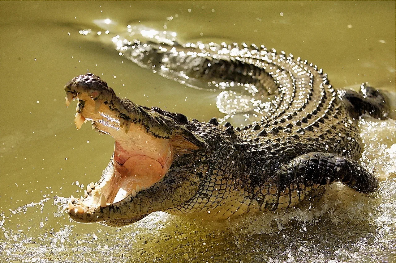 Are Crocodiles Endangered Crocodiles Status