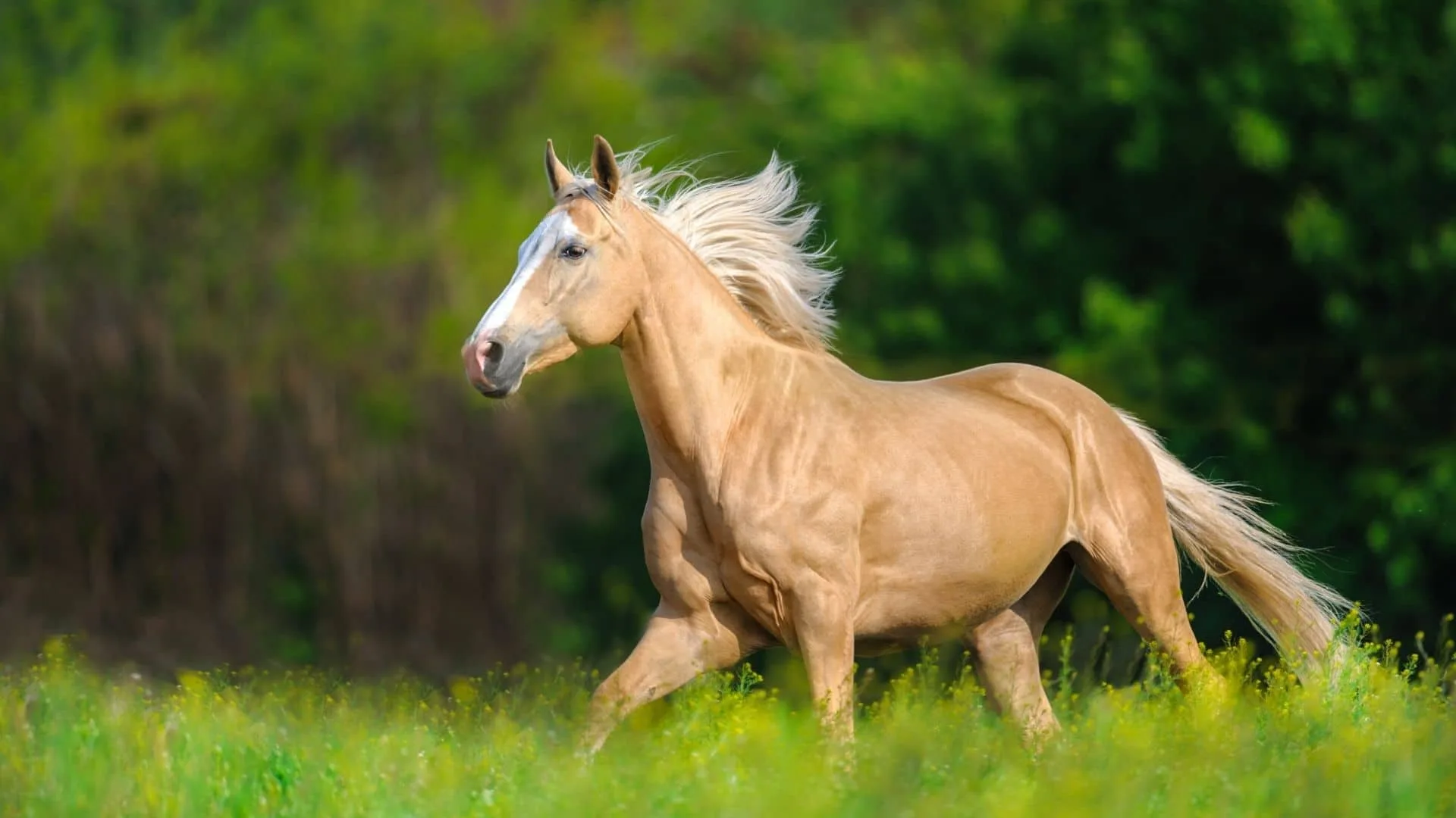 Are Palomino Horses A Breed Expensive Purebred Or A Color