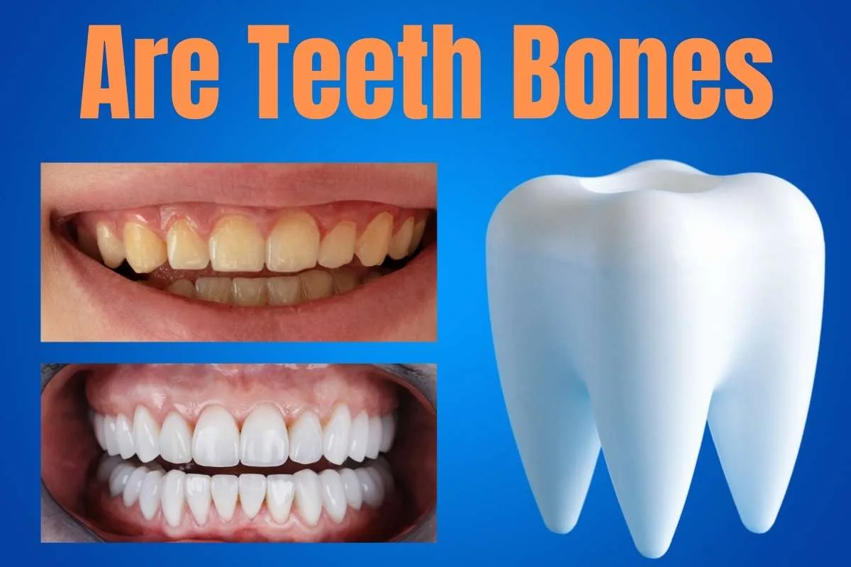 Are Teeth Bones A Comprehensive Guidence