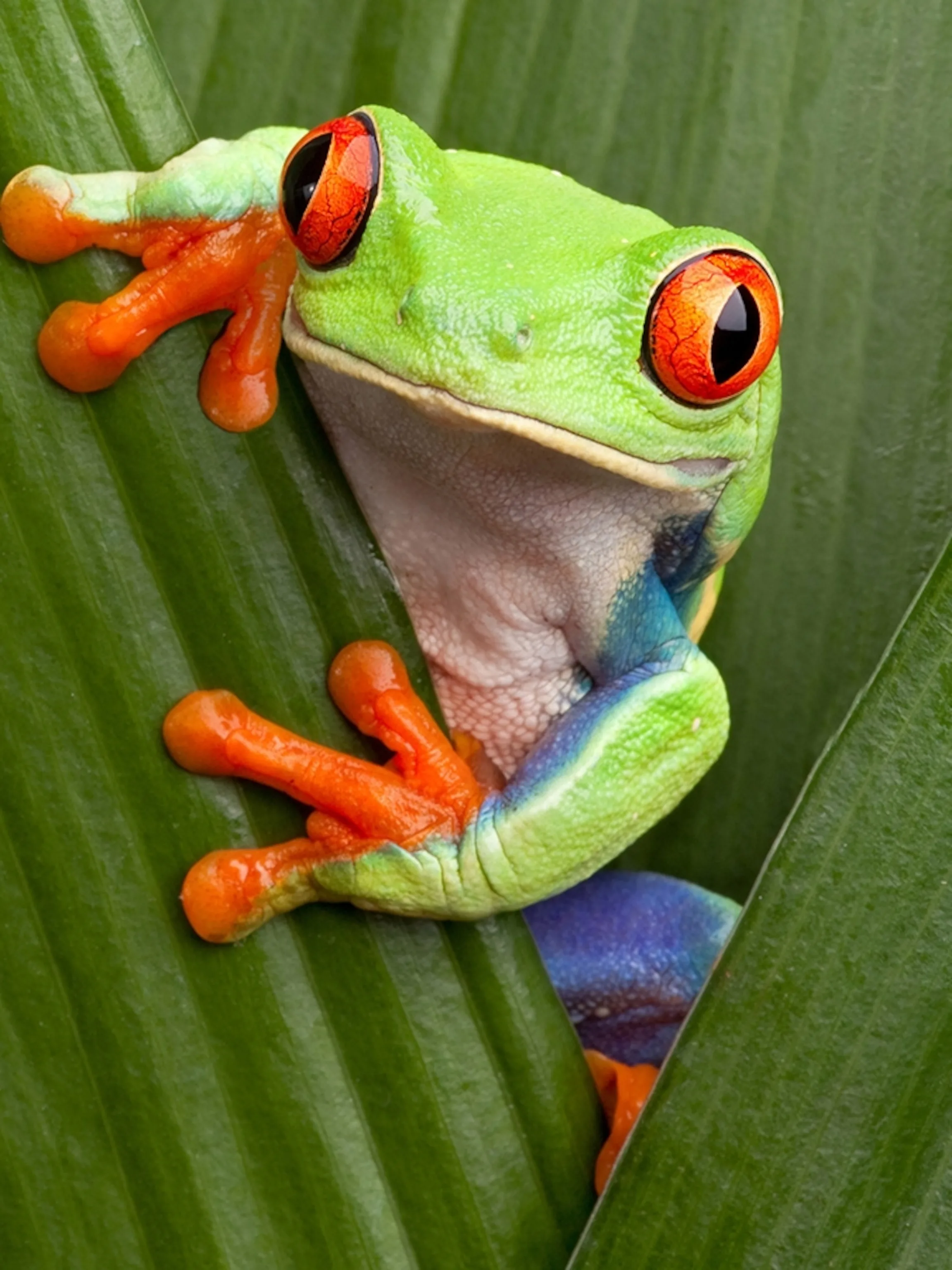 Are Tree Frogs Poisonous Zella Wiles