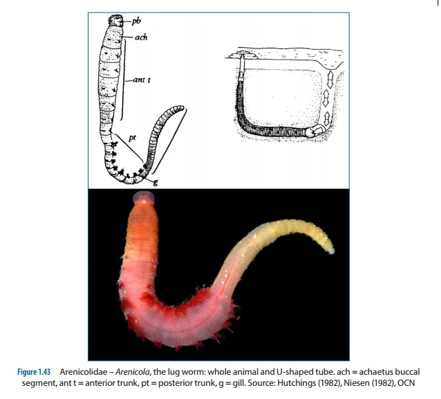 Arenicola Diagram