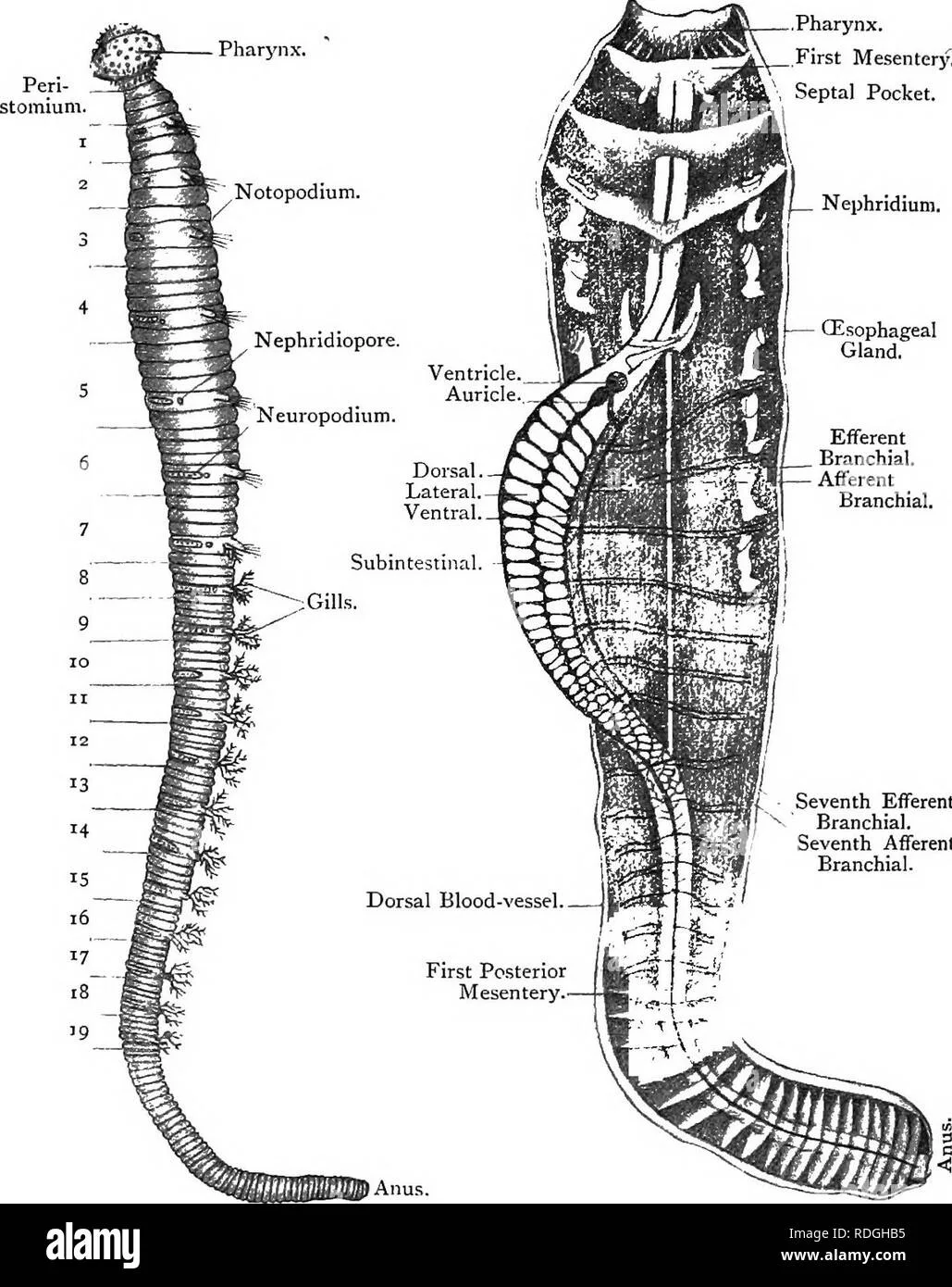 Arenicola Diagram