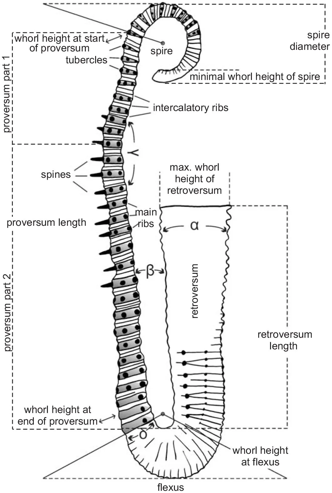 Arenicola Diagram