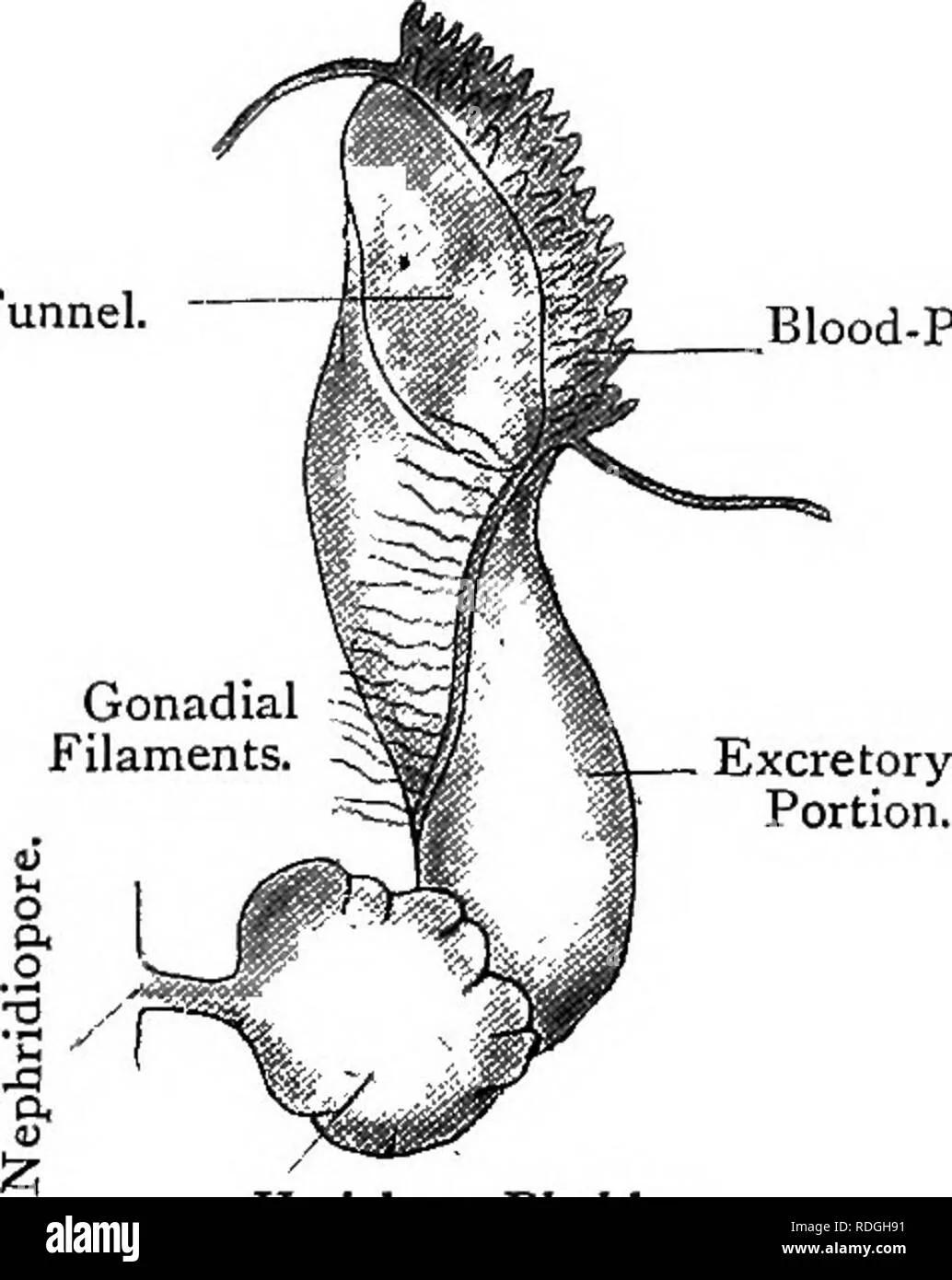 Arenicola Diagram