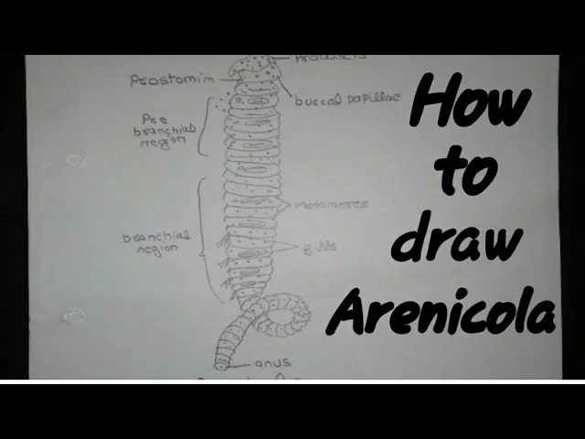 Arenicola Diagram