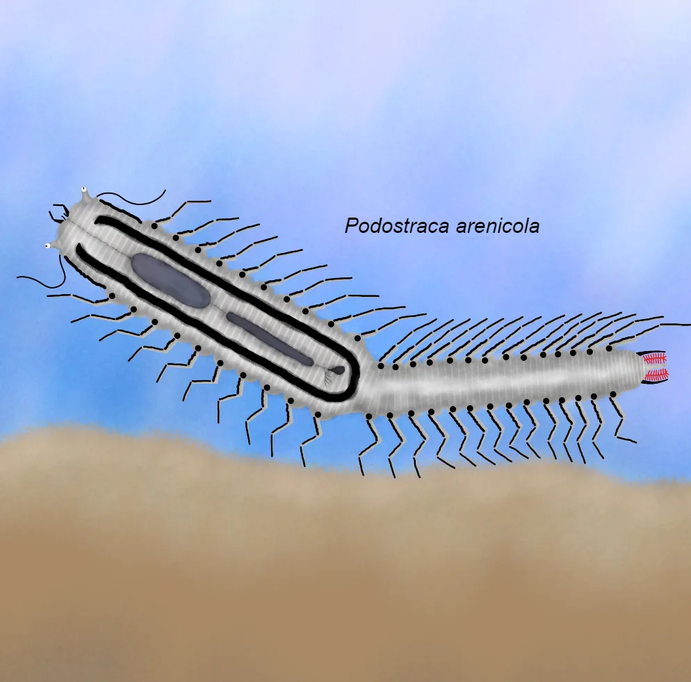 Arenicola Diagram