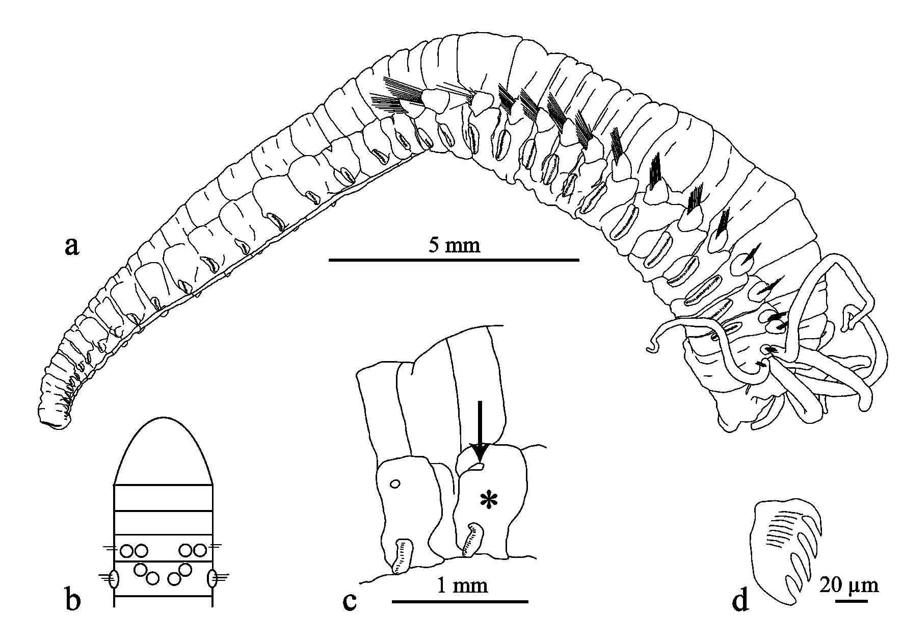 Arenicola Diagram