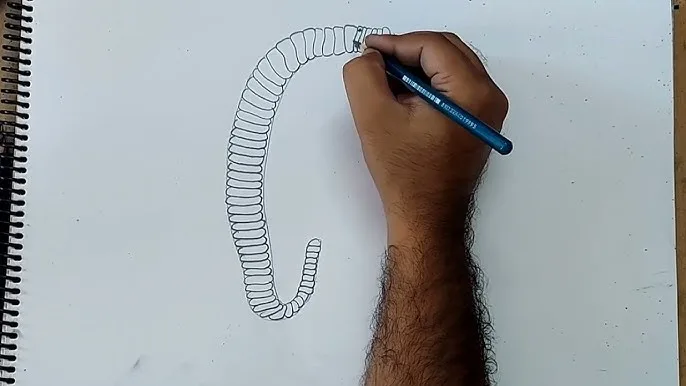 Arenicola Diagram
