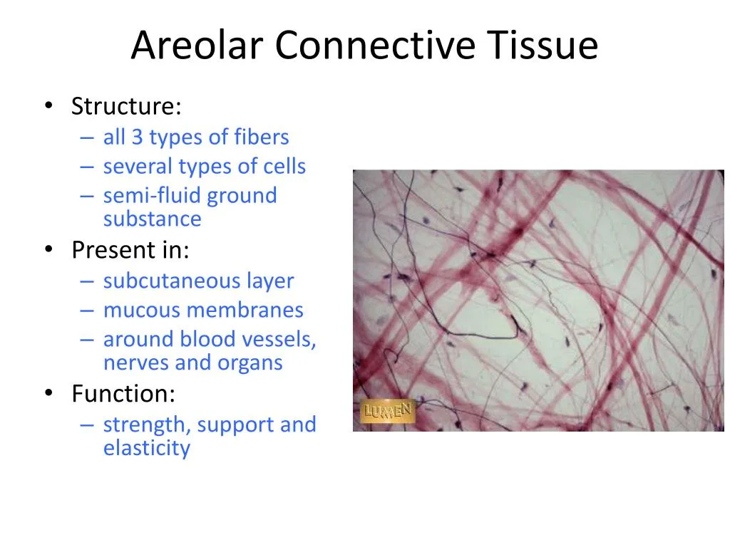 Areolar Connective Tissue Diagram