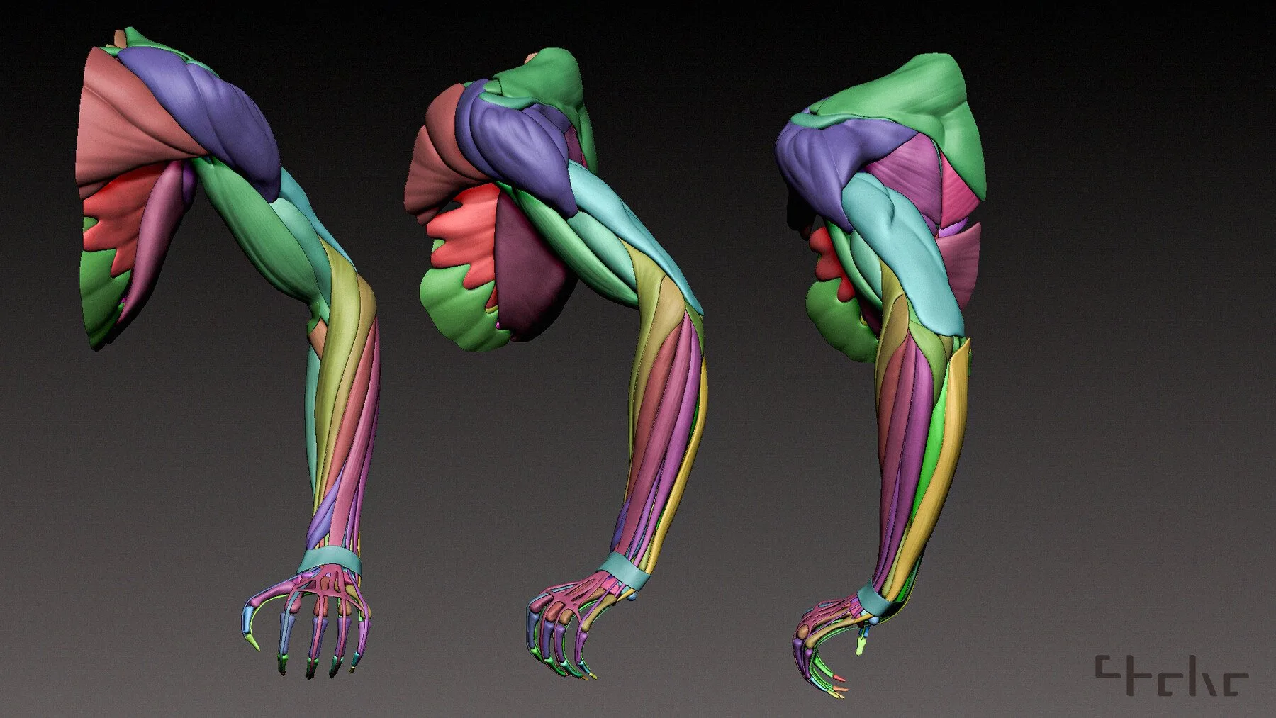 Arm Muscle Anatomy Arm Anatomy Anatomy Poses Anatomy
