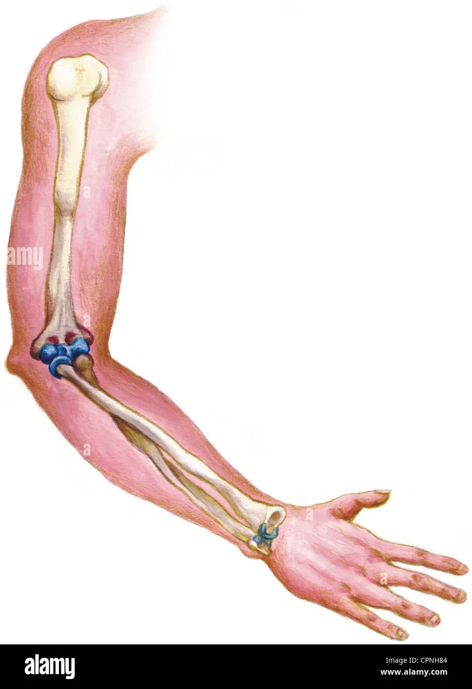 Arm Wikipedia