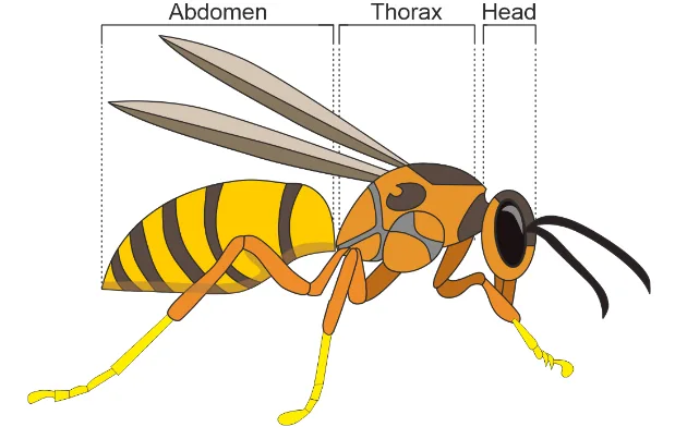 Arthropoda Diagram
