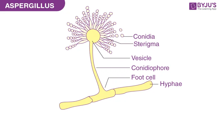 Aspergillus Labelled Diagram