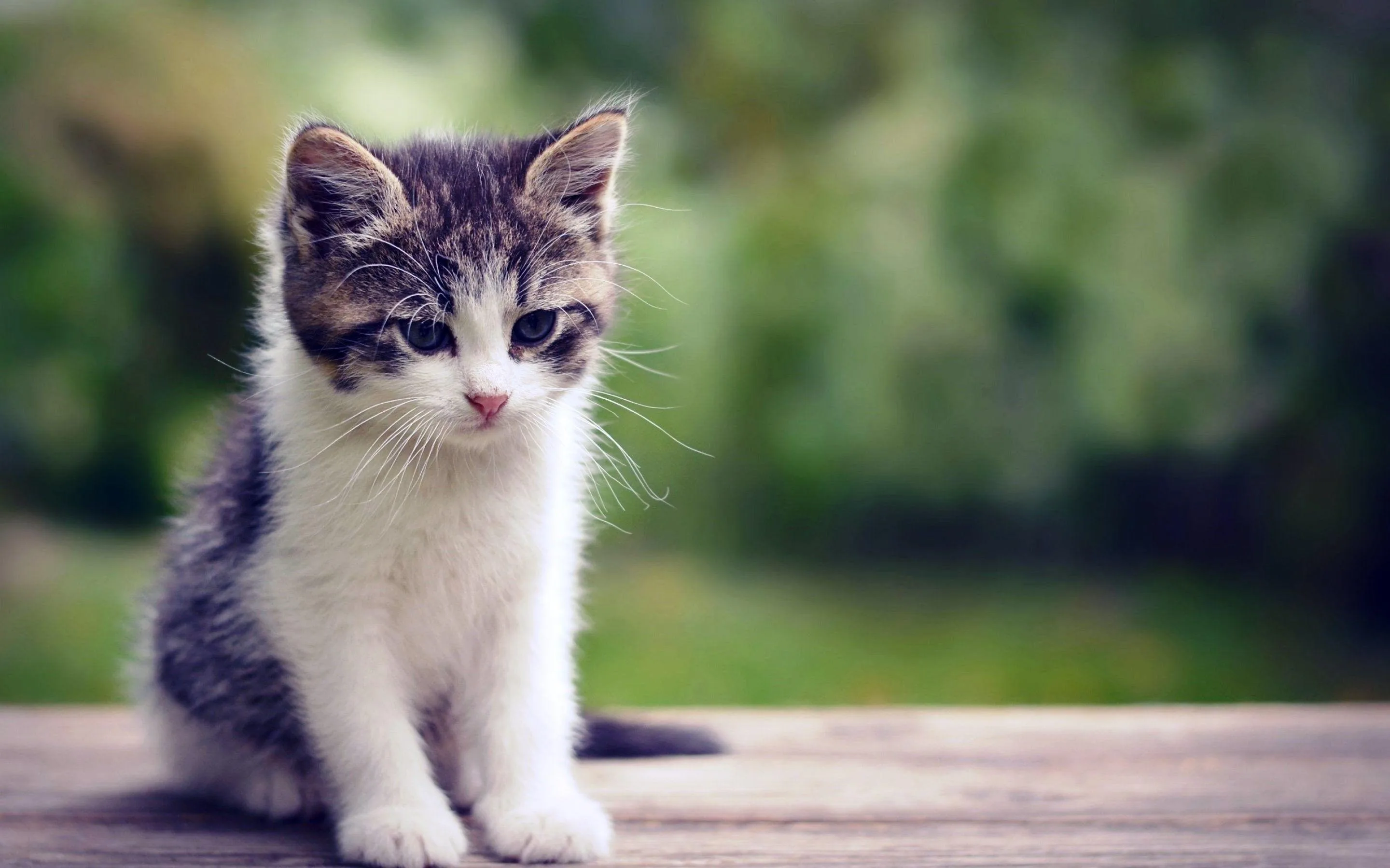 Baby Cats Wallpapers Top Free Baby Cats Backgrounds Wallpaperaccess