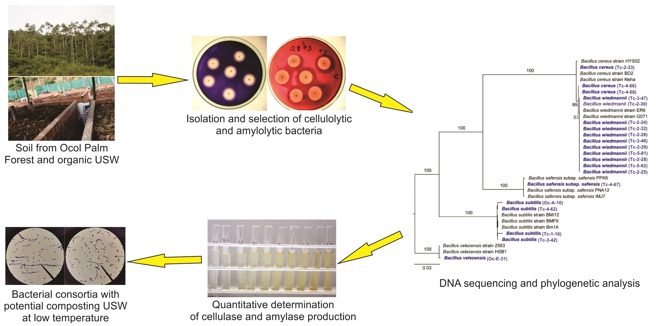 Bacillus Bacteria Diagram