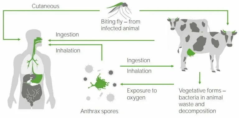 Bacillus Concise Medical Knowledge