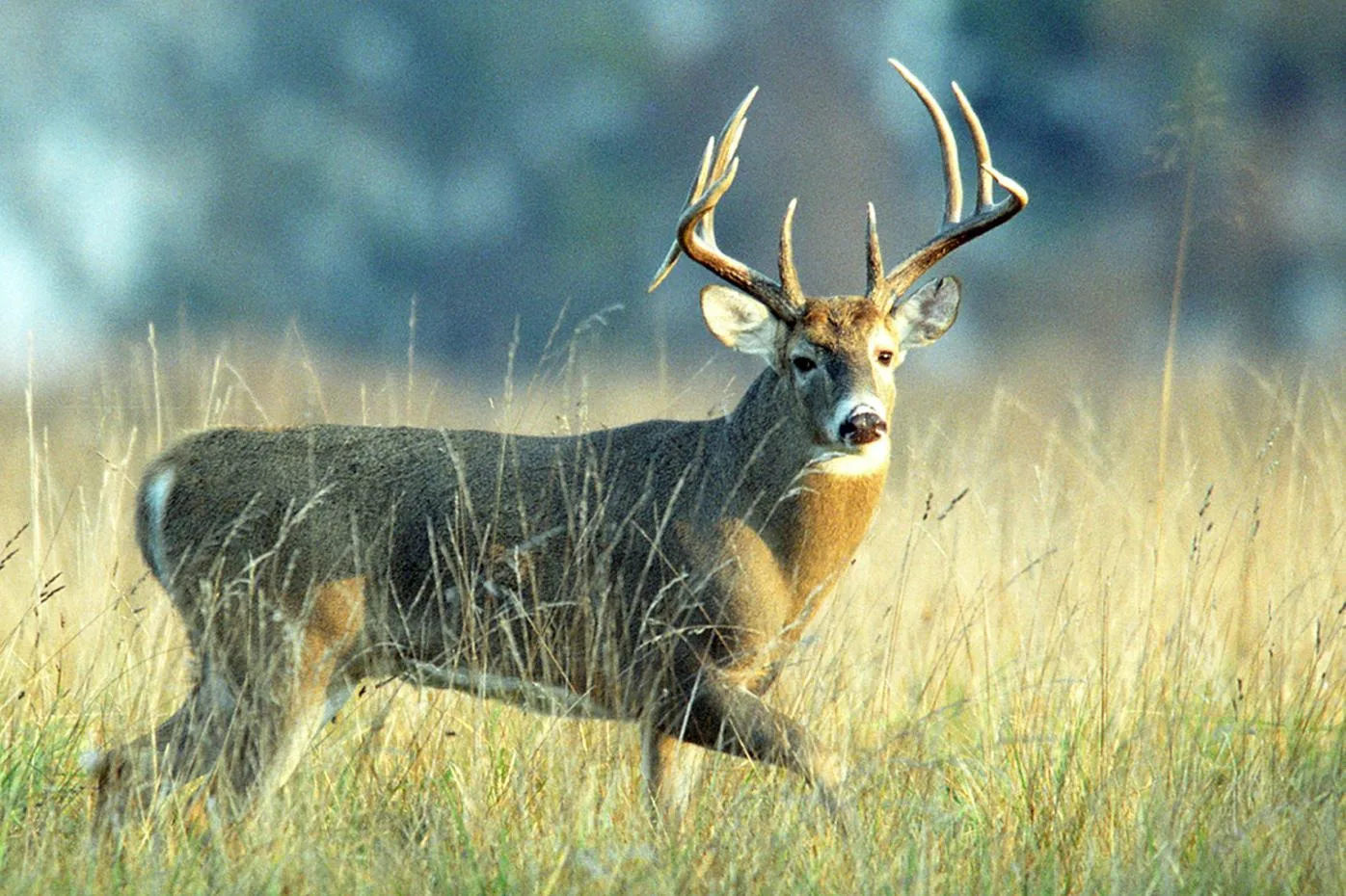 Bagged A Buck Here S A Bunch Of Recipes For Preparing Venison Life Culture
