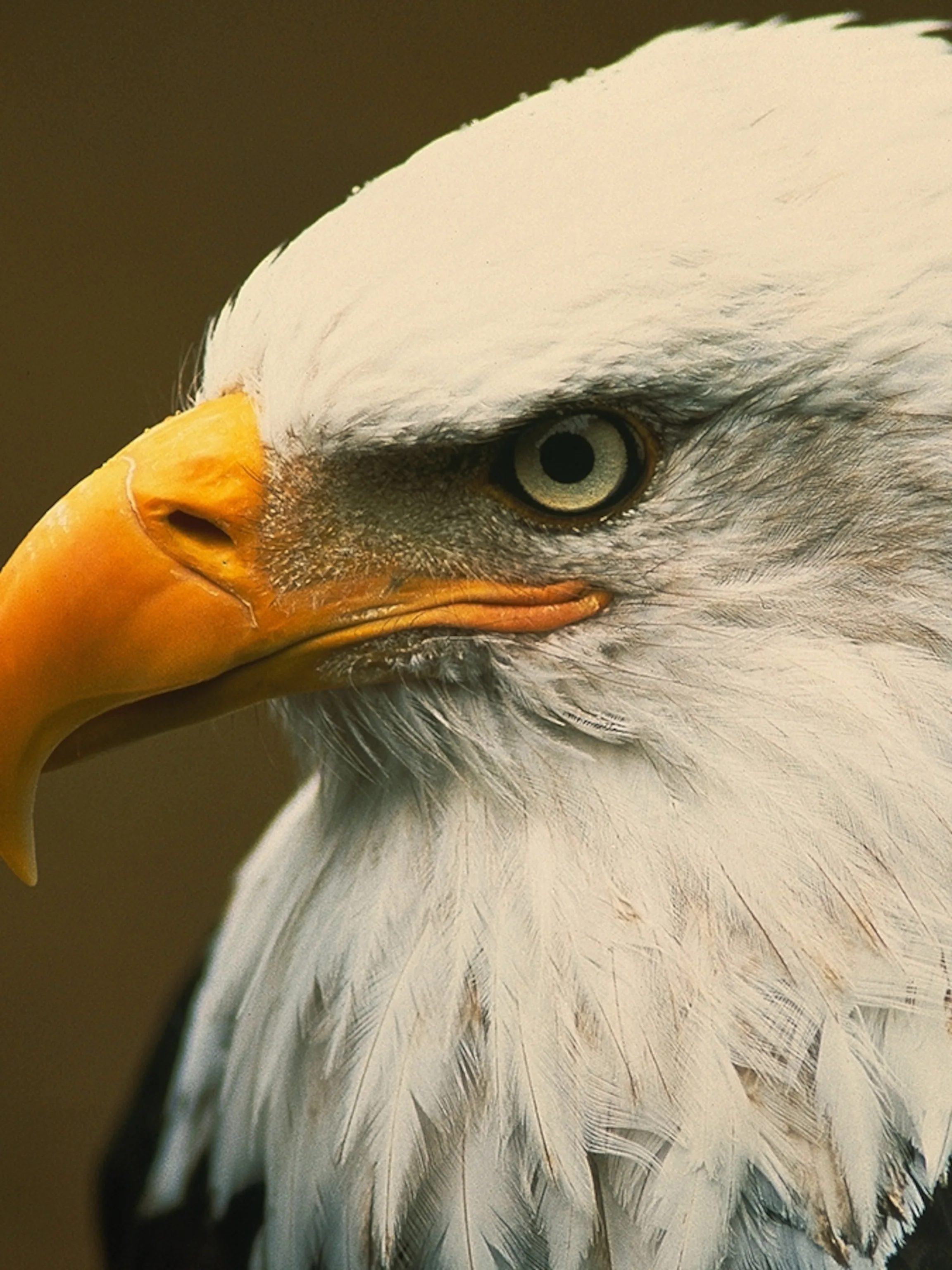 Bald Eagle Interesting Facts