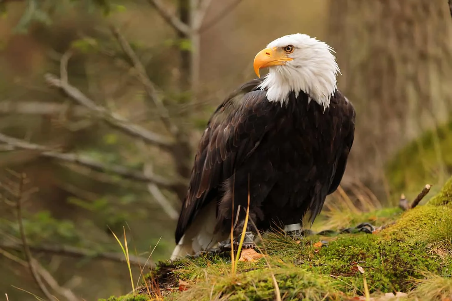 Bald Eagle Vs Harpy Eagle The Tale Of The Tape