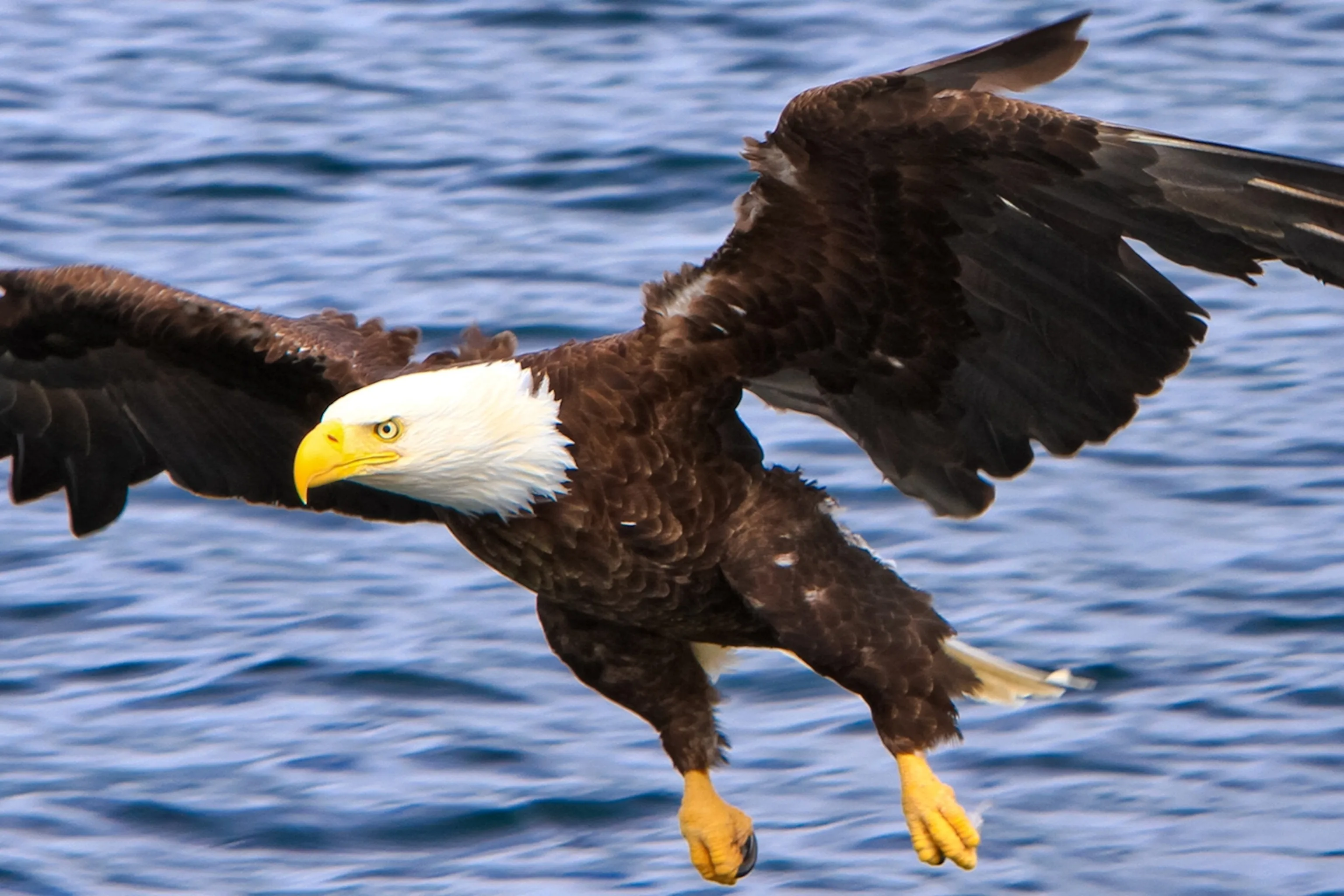 Bald Eagles Flying