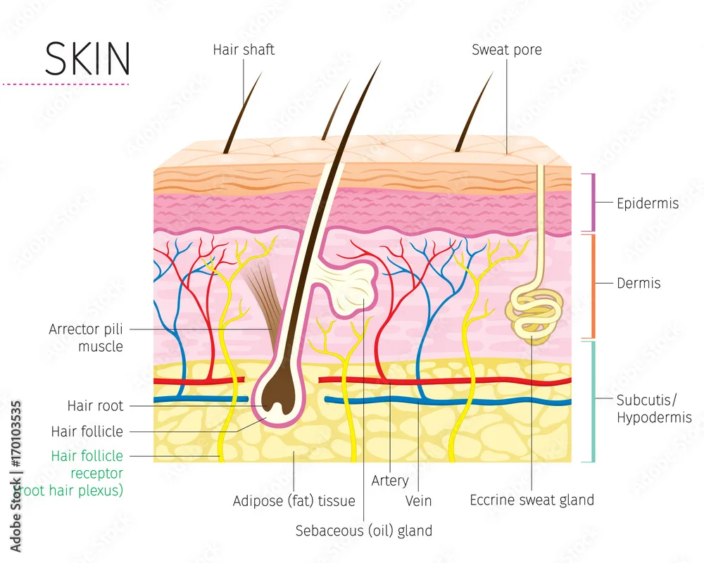 Basic Diagram Of The Integumentary System Anatomy Of The Int