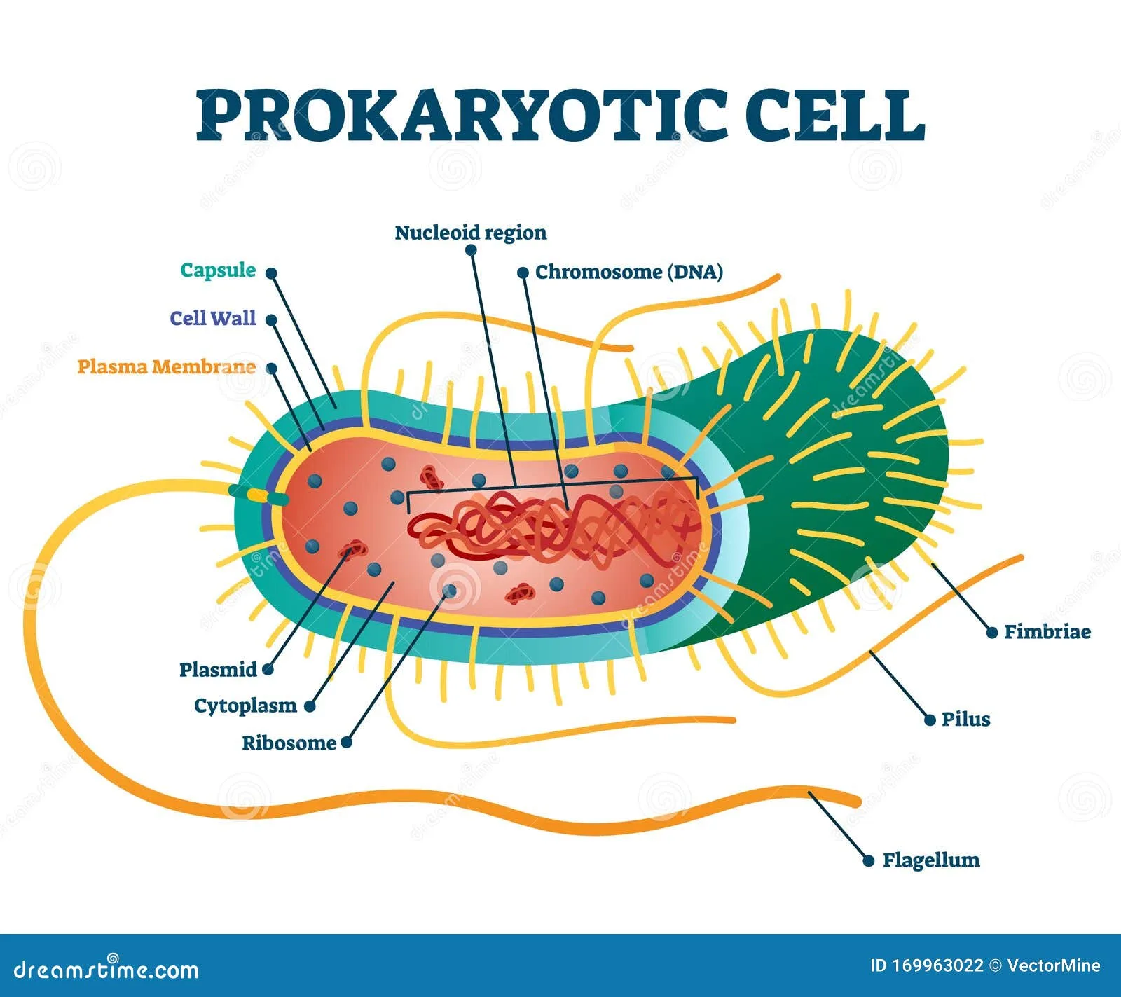 Basic Structure Of A Prokaryotic Cell Riset