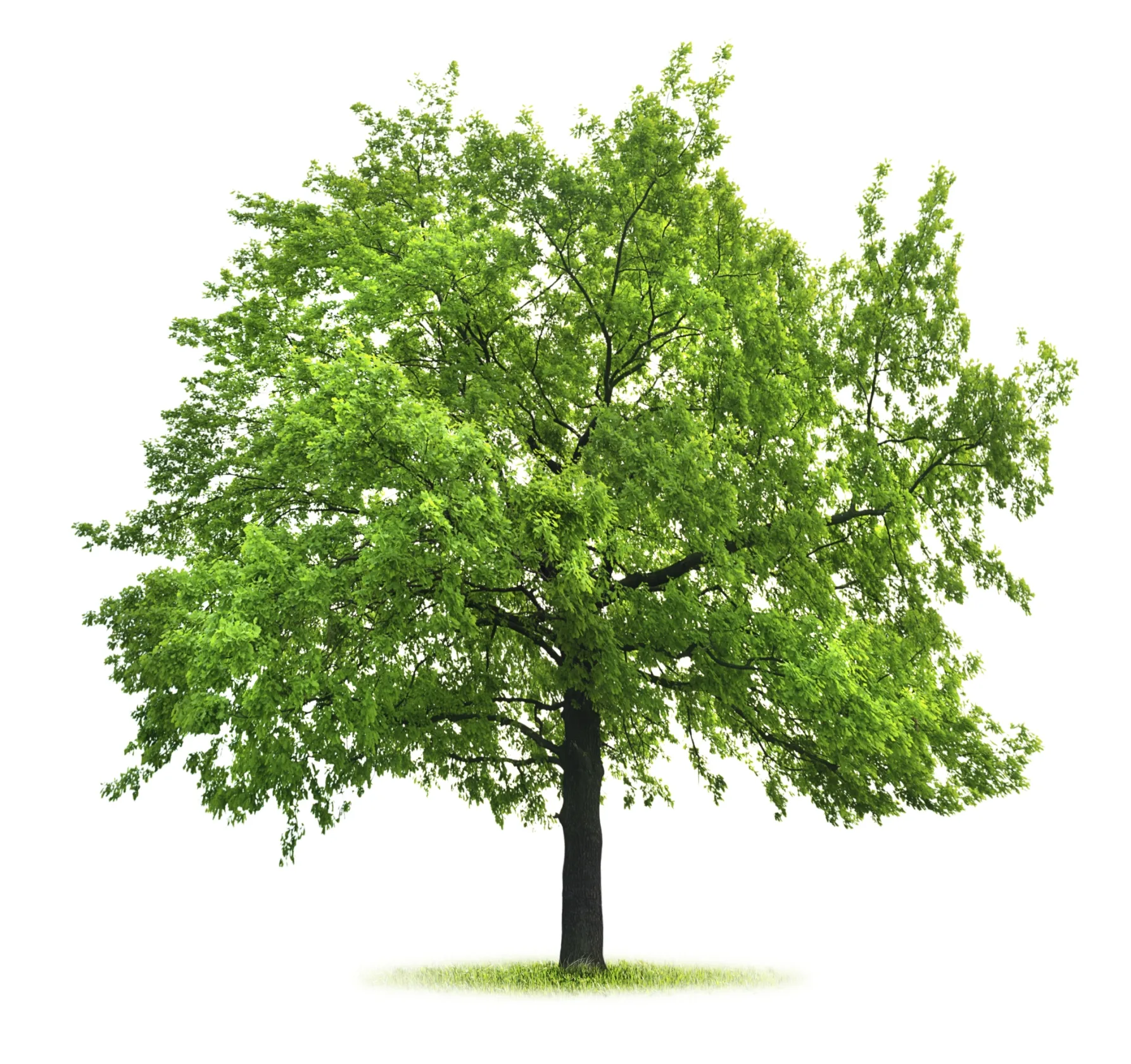 Baswater Council Is Planning Tree Planting To Reduce Noice And Visual Pollution Community News