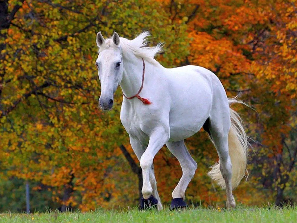 Beautiful Horse Wallpapers Wallpaper Cave