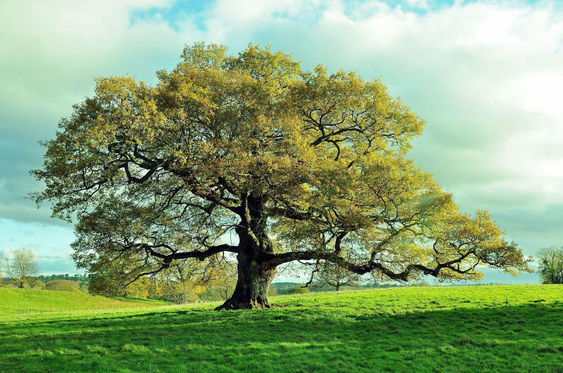 Benefits Of Trees Our Best Friends Sweet New Earth