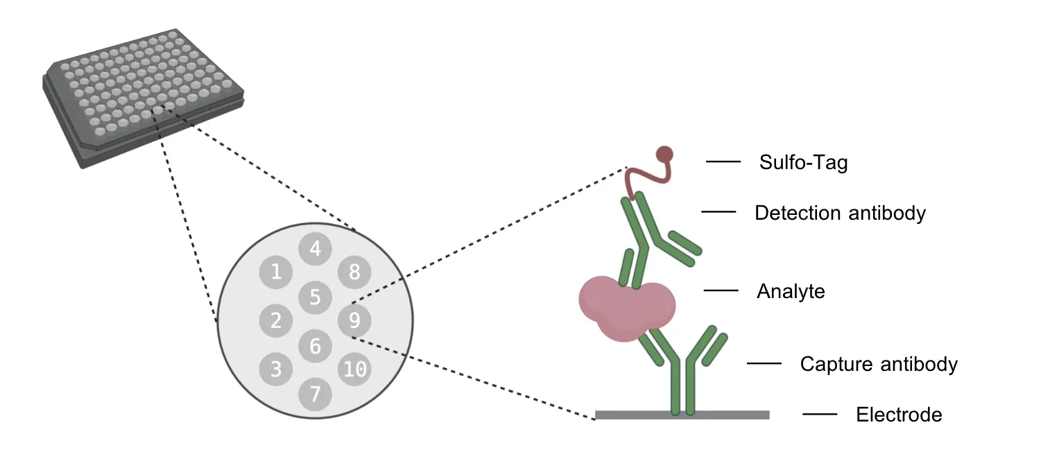 Benefits Of Using Msd Technology For Drug Development