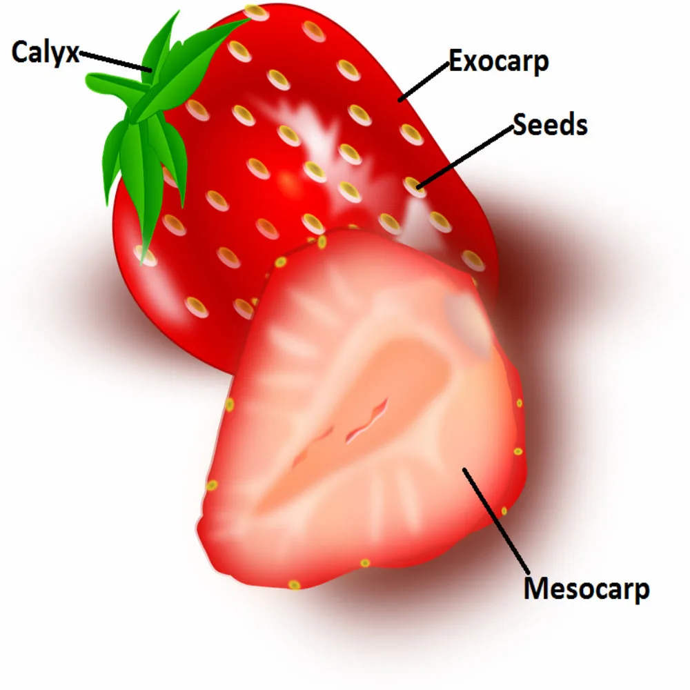 Berry Fruit Diagram At James Boyden Blog