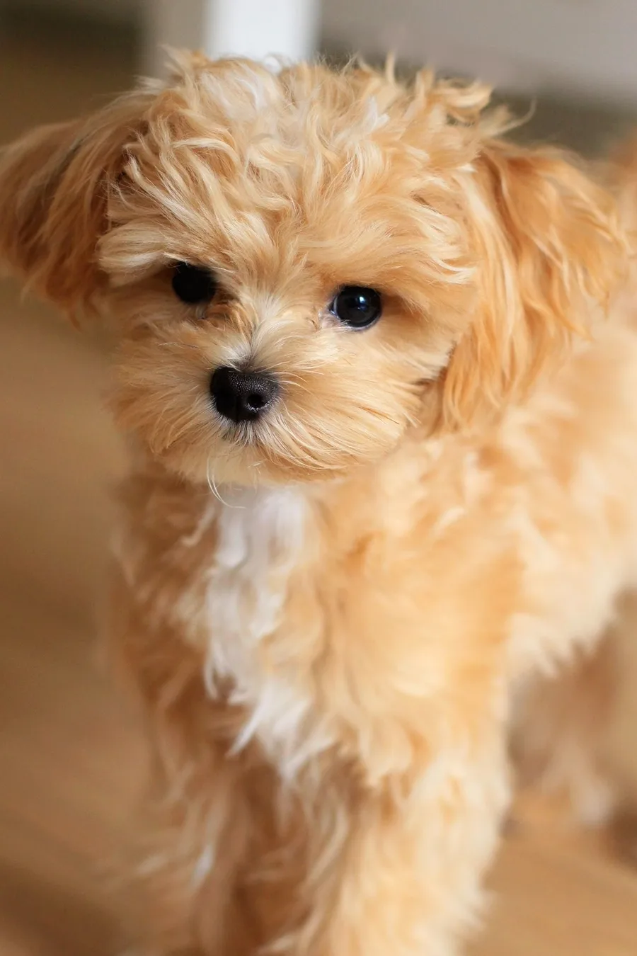Best Small Pets For Cuddling10 10 Best Stuffed Animals For Cuddling