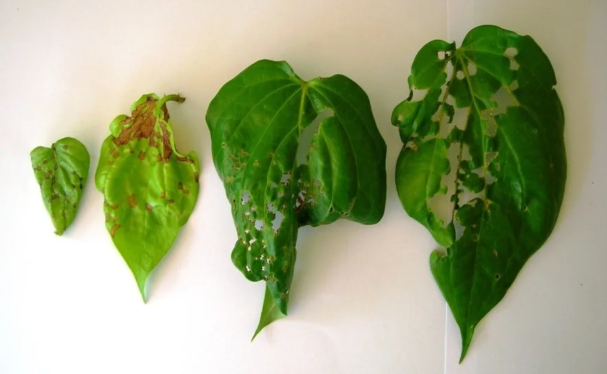 Betel Dept Of Export Agriculture