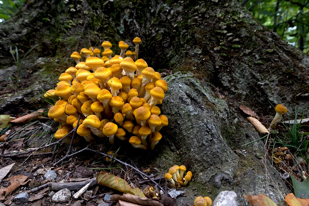 Beware The Honey Fungi Environment Controls
