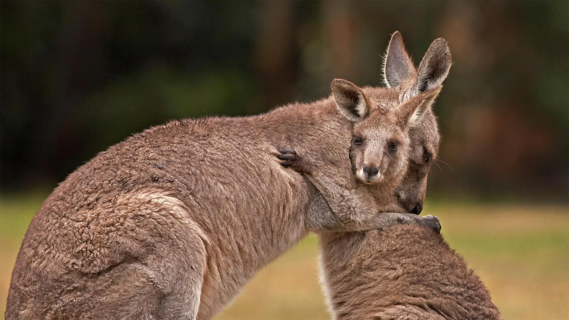 Bing Hd Wallpaper Jan 21 2023 Kangaroo Family For National Hugging Day Bing Wallpaper Gallery