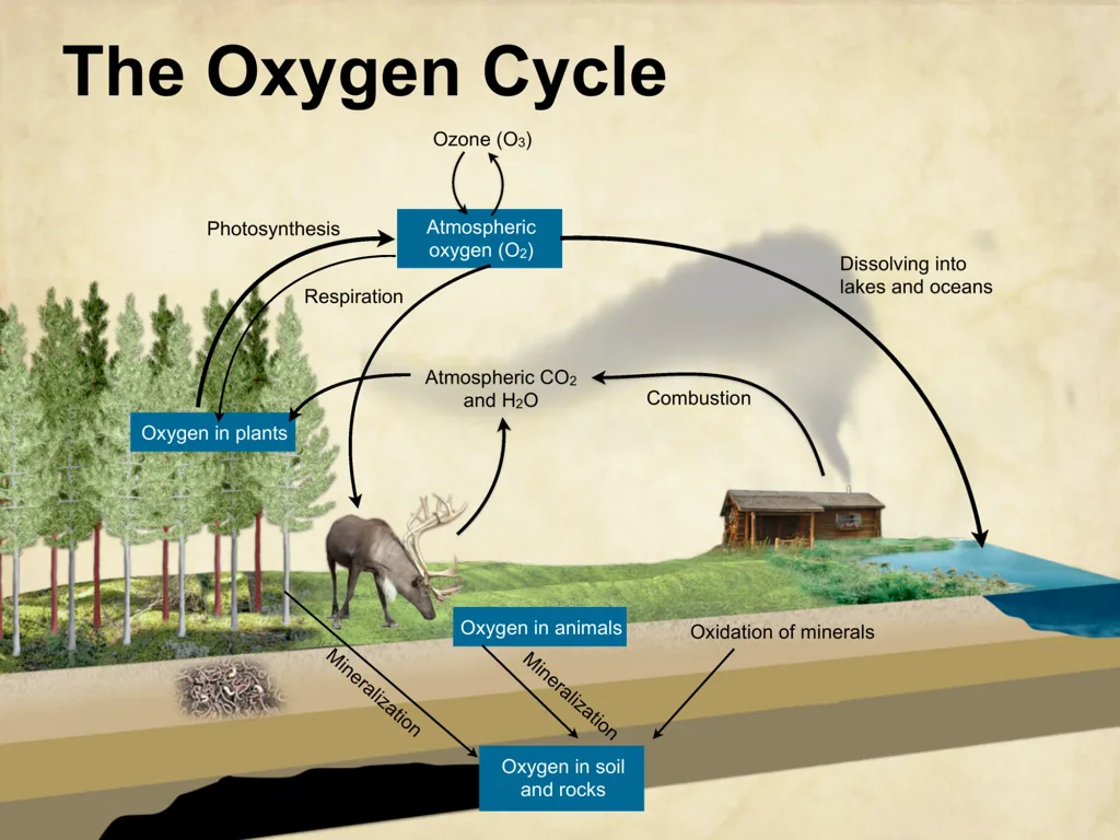 Biogeochemical Cycles Integrated Science 11