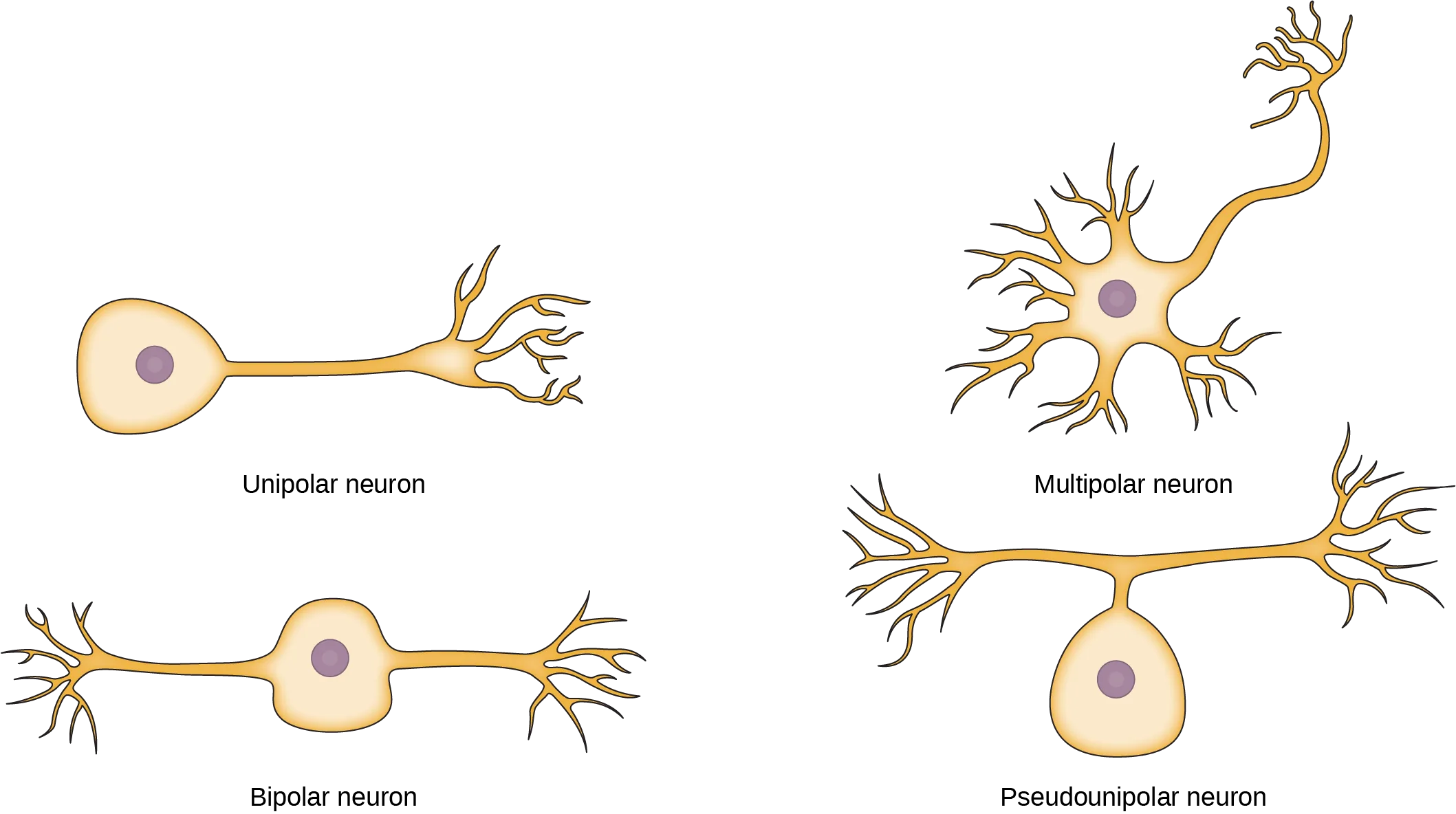 Bipolar Neuron Labeled