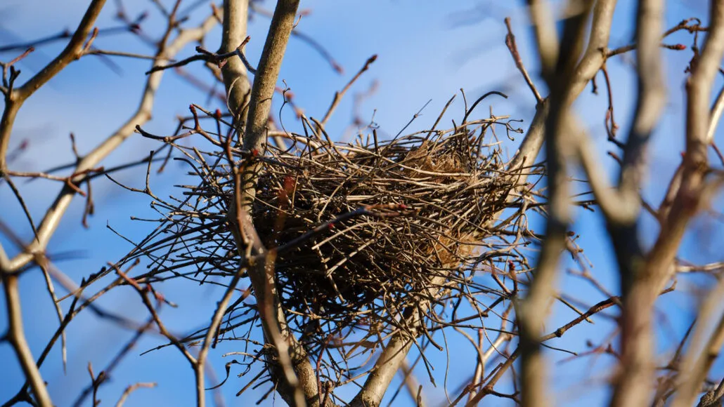 Bird In The Nest