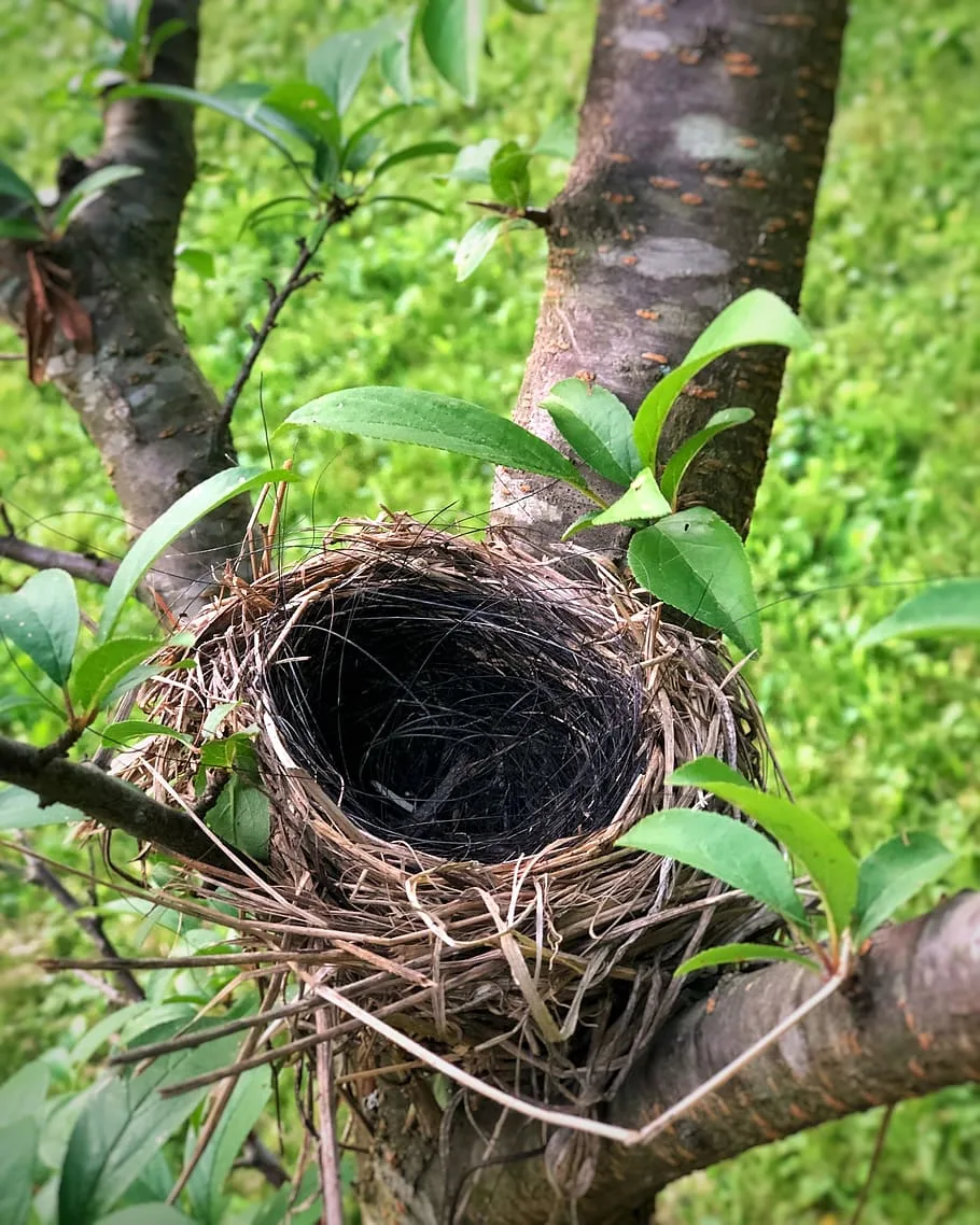 Bird Nest 1080P 2K 4K 5K Hd Wallpapers Free Download Wallpaper Flare