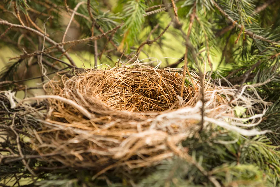 Bird Nests In The Spring Ny Nj Wild Life Removal